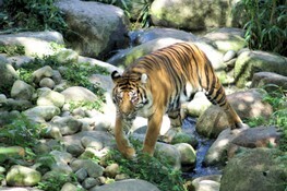 14_Tiger.jpg