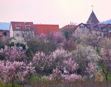 Gimmeldingen.MandelnJPG.JPG