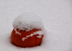 Kürbis im SchneeJPG.JPG
