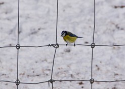 Meise im Zaun mit Schnee.JPG