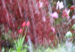 Tulpen im Schnee.JPG
