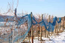 Weinberge im Winter.JPG