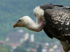 adliger Adler.JPG