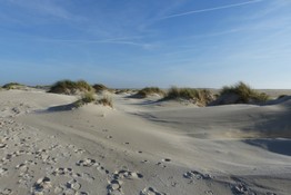 Spuren im Sand.JPG