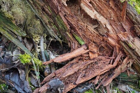 010 - 02-Im Wald.JPG