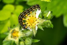 Dietmars Bilder
