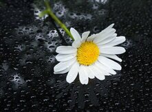 Peters Bilder